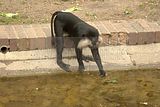leipzig zoo-01_07_2011_zoo_allgemein_383